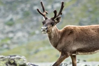 Švédska štátna komisia odporúča vláde prijať opatrenia