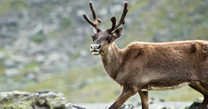 Švédska štátna komisia odporúča vláde prijať opatrenia