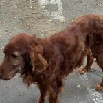 Veterinárni inšpektori zhabali psa, ktorý žil na bývalom dopravnom ihrisku v zlom stave