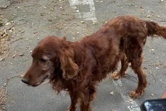Veterinárni inšpektori zhabali psa, ktorý žil na bývalom dopravnom ihrisku v zlom stave