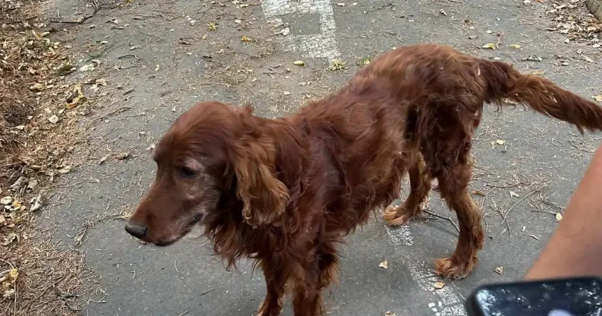 Veterinárni inšpektori zhabali psa, ktorý žil na bývalom dopravnom ihrisku v zlom stave