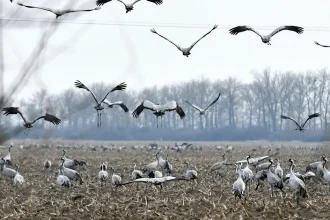 Na Zemplíne vyschla väčšina malých vodných plôch, sucho ohrozuje vtáky
