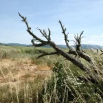Sucho je najhoršie minimálne od roku 2015, tvrdia meteorológovia